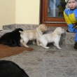 4 t�dny