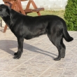 b�ezen 2011