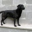 2009
